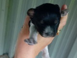 chiot
