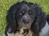 Chiots Épagneul Breton tricolores à vendre