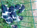 Chiots Épagneul Breton tricolores à vendre