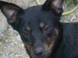 En quête d'un foyer : chien tricolore de 3 ans