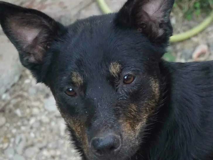 En quête d'un foyer : chien tricolore de 3 ans