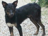 En quête d'un foyer : chien tricolore de 3 ans