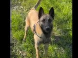Disponible à l'adoption : chien Berger Malinois fauve charbonné d'un an