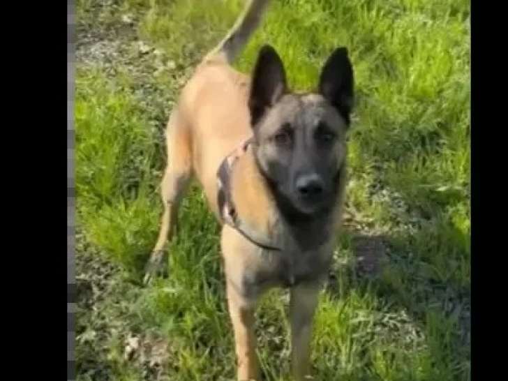 Disponible à l'adoption : chien Berger Malinois fauve charbonné d'un an