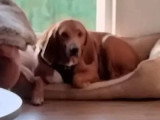 À accueillir : chienne Briquet de Provence marron de 5 ans