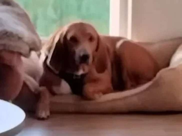À accueillir : chienne Briquet de Provence marron de 5 ans