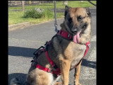 À la recherche d'une famille : chienne Berger Malinois fauve charbonnée de 8 ans