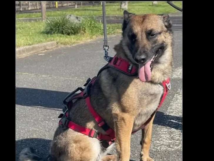 À la recherche d'une famille : chienne Berger Malinois fauve charbonnée de 8 ans