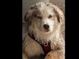 Prête pour l'adoption : chienne Berger Américain marron et blanc de 3 ans