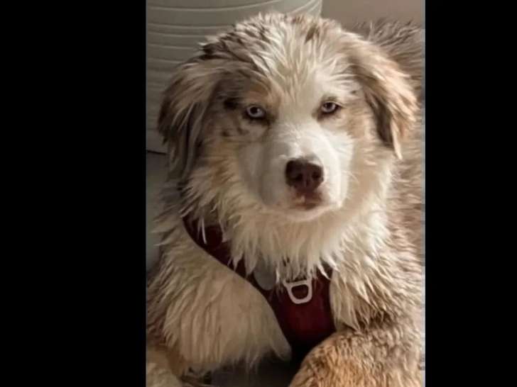 Prête pour l'adoption : chienne Berger Américain marron et blanc de 3 ans