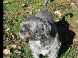 Disponible à l'adoption : chien Shih Tzu gris de 3 ans