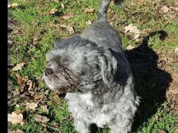 Disponible à l'adoption : chien Shih Tzu gris de 3 ans
