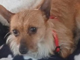 Adoption disponible : chiot femelle de 10 mois