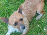 Adoption disponible : chiot femelle de 10 mois