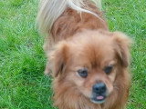En attente d'adoption : chien d'un an