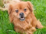 En attente d'adoption : chien d'un an