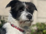 Prêt pour l'adoption : chien d'un an