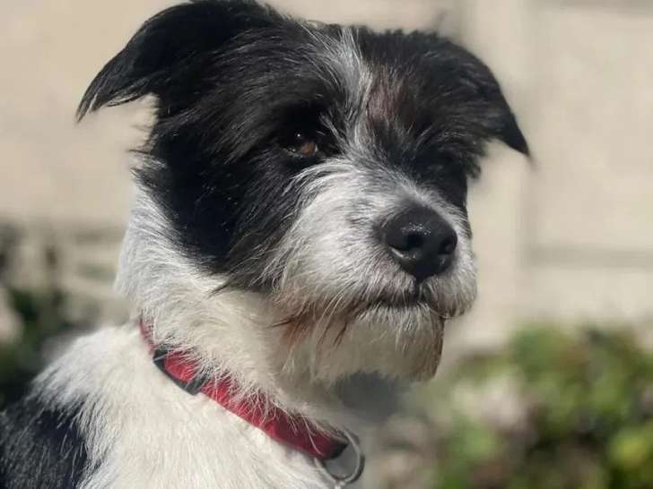 Prêt pour l'adoption : chien d'un an