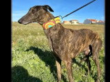 En attente d'un foyer : chien Galgo bringé de 5 ans
