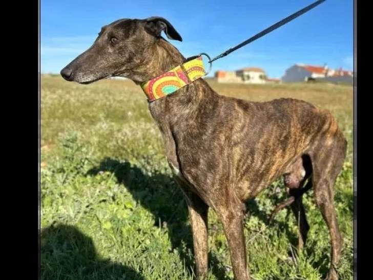 En attente d'un foyer : chien Galgo bringé de 5 ans