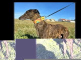 En attente d'un foyer : chien Galgo bringé de 5 ans