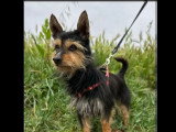 À la recherche d'une famille : chienne fauve charbonnée de 4 ans