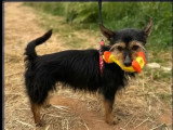 À la recherche d'une famille : chienne fauve charbonnée de 4 ans