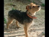 À accueillir : chienne fauve charbonnée de 4 ans