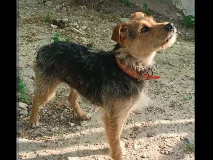 À accueillir : chienne fauve charbonnée de 4 ans