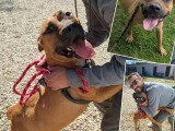 Disponible à l'adoption : chien Staffordshire Américain Terrier fauve de 4 ans