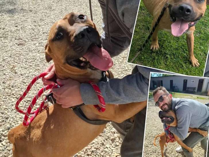 Disponible à l'adoption : chien Staffordshire Américain Terrier fauve de 4 ans