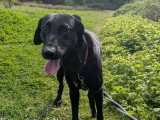 À la recherche d'une famille : chien Labrador noir de 2 ans
