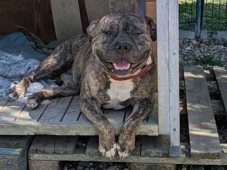 En quête d'un foyer : chienne Staffordshire Américain Terrier bringée de 2 ans