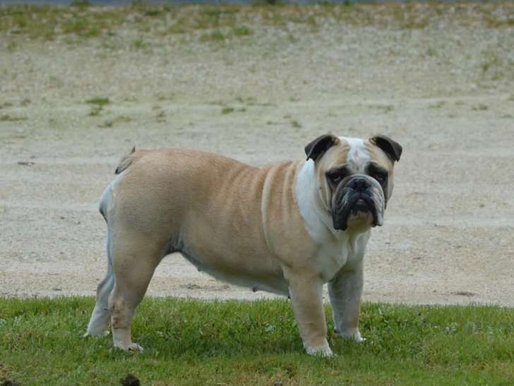 Chienne Bulldog Anglais fauve non LOF à vendre