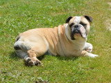 Chienne Bulldog Anglais fauve non LOF à vendre