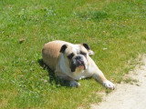 Chienne Bulldog Anglais fauve non LOF à vendre