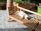 Chienne Bulldog Anglais fauve non LOF à vendre