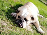 Chienne Bulldog Anglais fauve non LOF à vendre