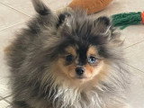 Chiot Poméranien Spitz mâle bleu merle de décembre 2025 à vendre non LOF