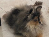 Chiot Poméranien Spitz mâle bleu merle de décembre 2025 à vendre non LOF
