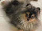 Chiot Poméranien Spitz mâle bleu merle de décembre 2025 à vendre non LOF