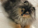 Chiot Poméranien Spitz mâle bleu merle de décembre 2025 à vendre non LOF