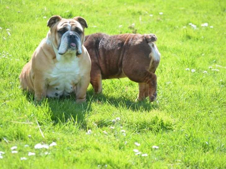 Chienne Bulldog Anglais fauve et blanc LOF à vendre née 2021