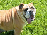 Chienne Bulldog Anglais fauve et blanc LOF à vendre née 2021
