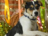Disponible à l'adoption : chienne de 3 ans