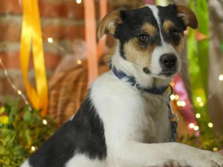 Disponible à l'adoption : chienne de 3 ans