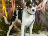 Disponible à l'adoption : chienne de 3 ans