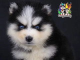 4 chiots Pomsky mâles à réserver non LOF nés en mars 2026