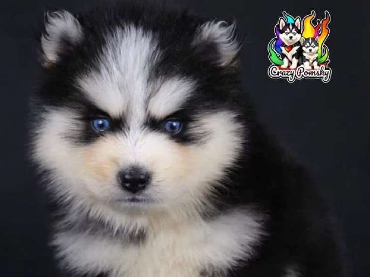 4 chiots Pomsky mâles à réserver non LOF nés en mars 2026