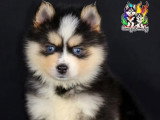 4 chiots Pomsky mâles à réserver non LOF nés en mars 2026